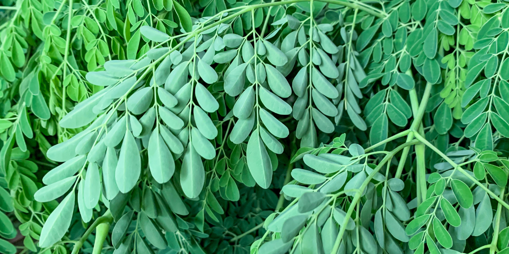 Moringa P.E. - Ratio 10/1