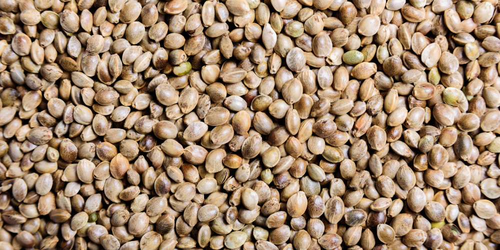 Organic Hemp Seed Oil - ES-ECO-023-MA