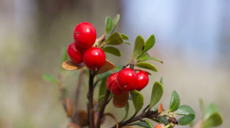 Gayuba P.E. - 20% Arbutin