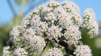 Valerian Powdered Extract - 0.3% Valerenic acids