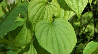 Wild Yam P.E. -  8% Diosgenin