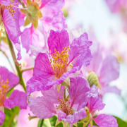 Banaba Standardized Extract (Lagerstroemia speciosa (L.) Pers)