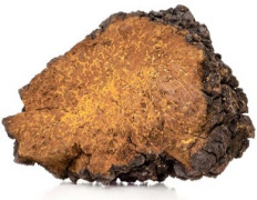 Feno-Chaga® Organic Chaga extract powder