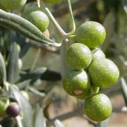 Olivex™ & OleoGrape™ Grape and olive extracts