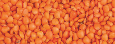 Red Lentil protein