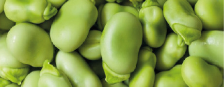 Fava Bean protein