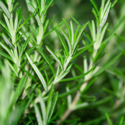 rosegex : Rosemary exract