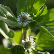 Eclipta Alba Extract