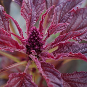 Amaranthus