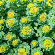 Rhodiola Rosea Extract
