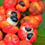 Guarana Extract