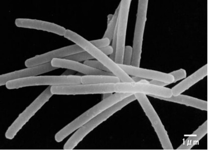 SBT2171（Lactobacillus helveticus SBT2171）
