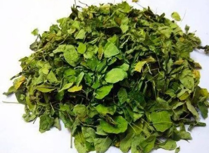 GYMNEMA SYLVESTRE LEAVES