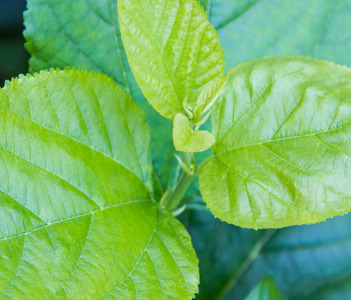 White Mulberry Leaf