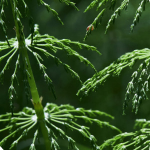 Horsetail herb