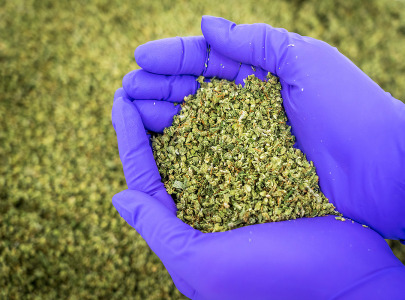 Bedrolina®-  THC 15% | CBD <1.0%