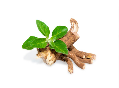 Ginseng extract 10% Ginsenosides