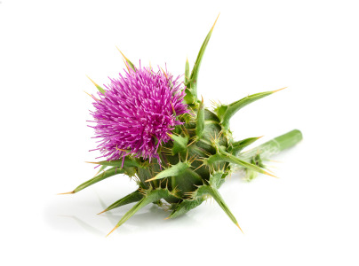Milk Thistle extract 10-12% Silymarin