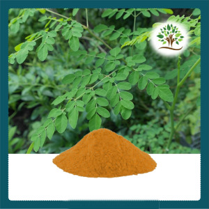 Moringa Dry Extract
