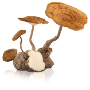 LiGNO TM02® Tiger Milk Mushroom