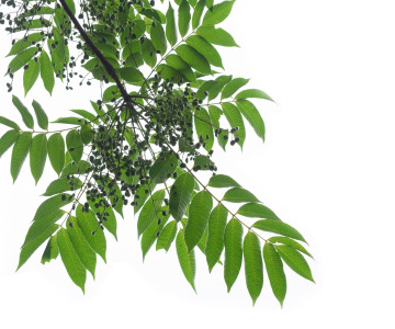 Novusetin® – Novusetin extract