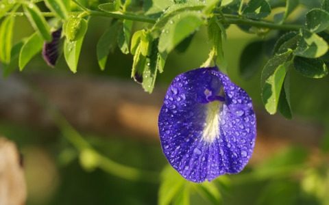 KUPU-KUPU BUTTERFLY PEA