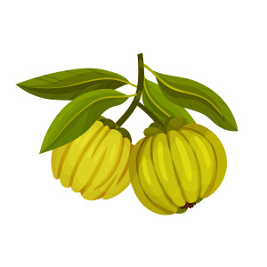 Garcinia Extract