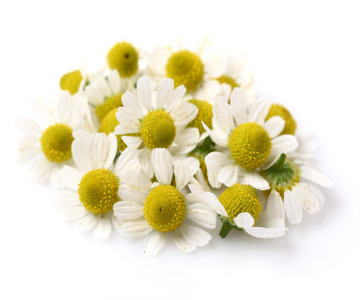 Chamomile