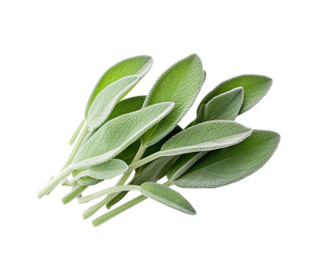 Sage