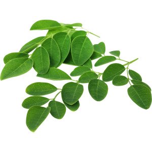 Moringa Extract