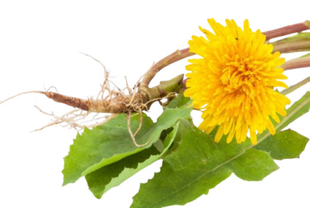 Dandelion root