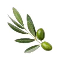 Olive leaf
