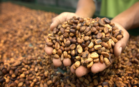 MONGOOSE COFFEE ROBUSTA