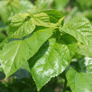Mulberry leaf extract