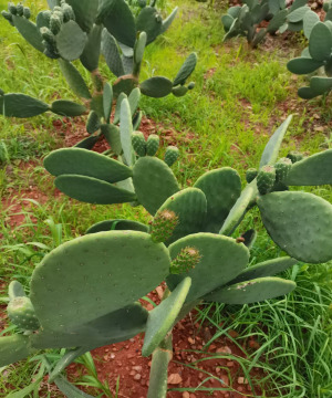 Nopal Extract/Nopal powder