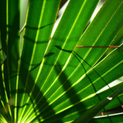 Saw Palmetto Extract