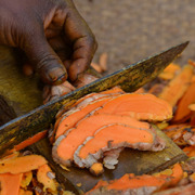 SPICES ORGANIC AND FAIR TRADE