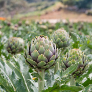 Artichoke afe leaf 1/50 - pr1383