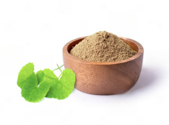 Centella Asiatica Extract 10% - 40% Triterpenoids