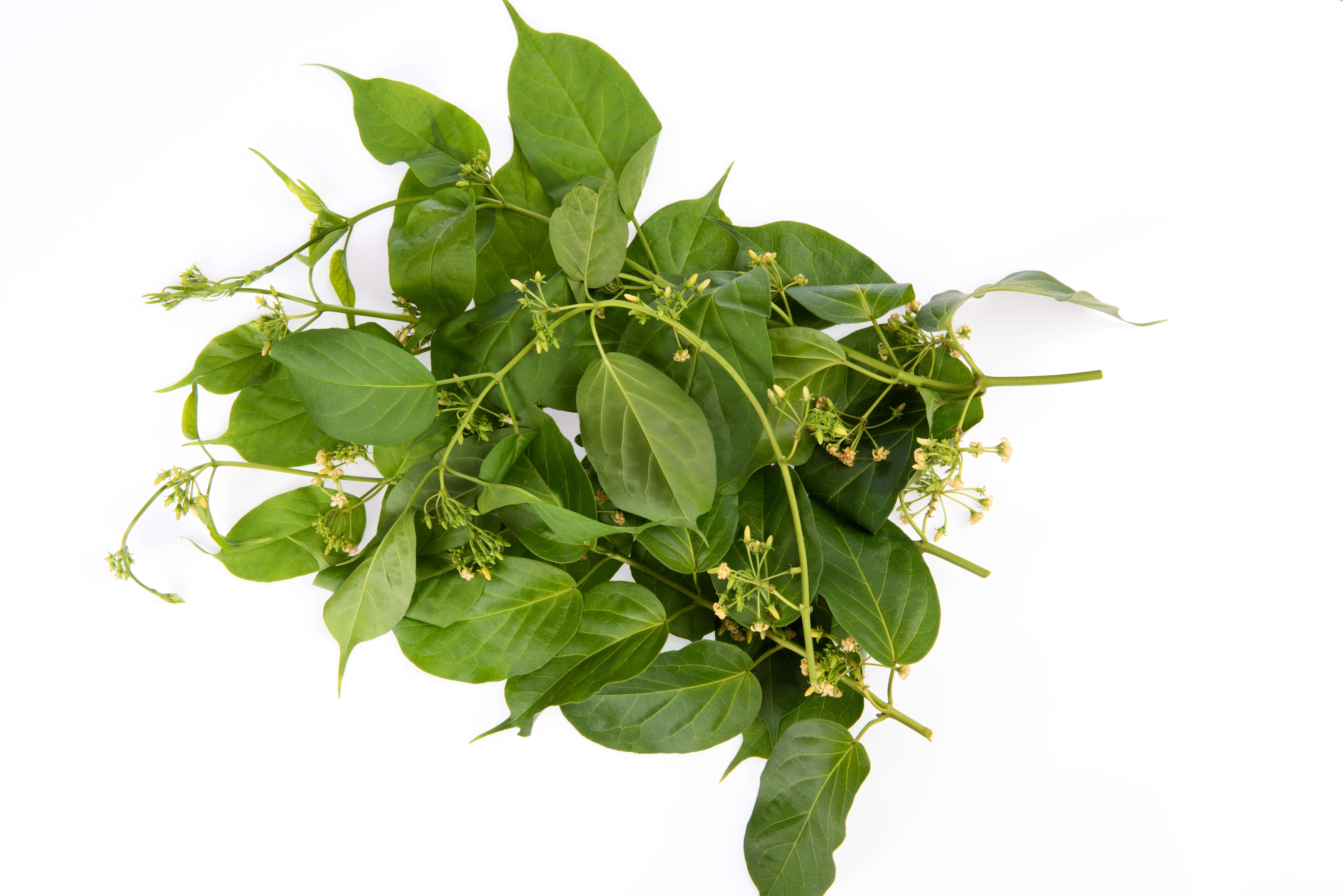 Gymnema Sylvestre Extract 25% - 75% Gymnemic Acids