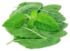 Holy Basil Extract 0.1-2.5% Ursolic Acid