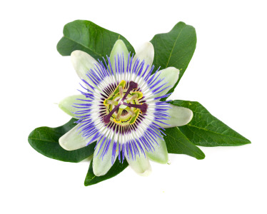 Passion Flower extract 2% Flavonoids