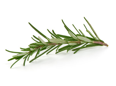 Rosemary extract 10% Ursolic acid