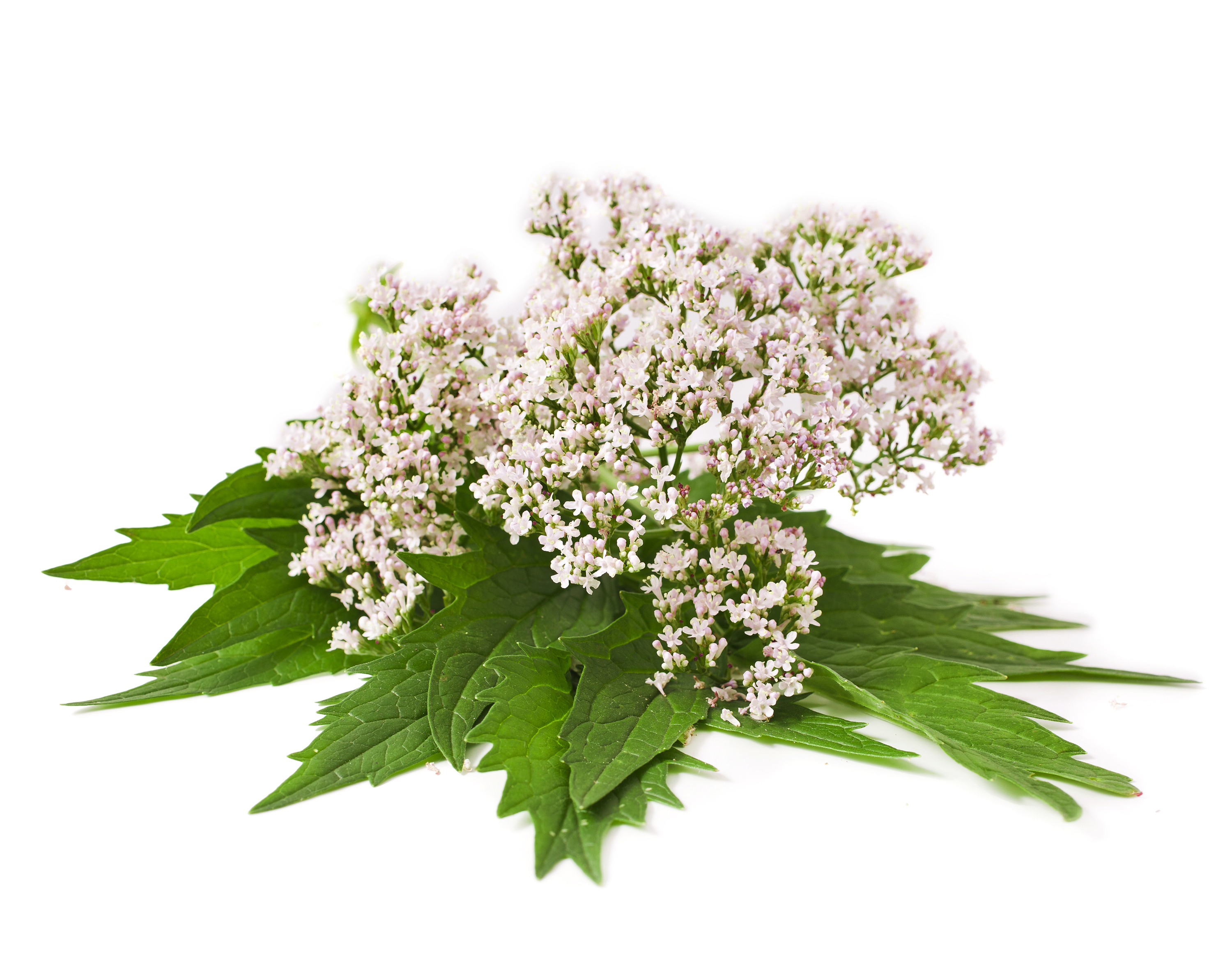 Valerian Extract 0.8% Valerianic Acid