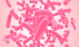 LYOCULTURE - Starter Cultures