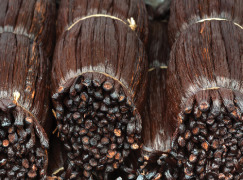 Vanilla extracts