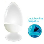 Lactobacillus crispatus