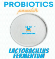 Lactobacillus fermentum