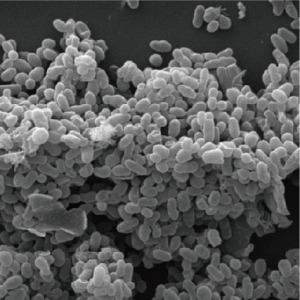 AKKERMANSIA MUCINIPHILA AKKBG-001 (Pasteurized)