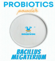 Bacillus megaterium